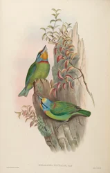 Megalaema nuchalis